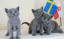 Excellent Pedigree Russian Blue Kittens