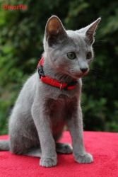 Full Pedigree Russian Blue Kitten