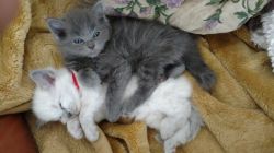 Russian blue kittens