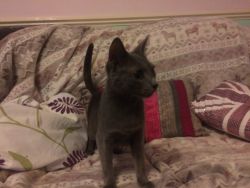 Pedigree and Adorable Russian Blues/Call or text (xxx) xxx-xxx0