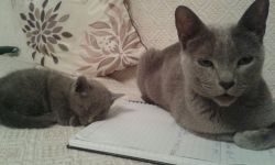Outstanding Male and Female Russian Blue Cats