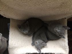 Top Quality Registered Russian Blue Kittens