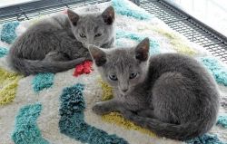 Best class Russian blue kittens