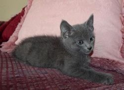 Russian Blue Kittens