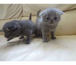 Hand Reared Russian Blue Brother And Sister