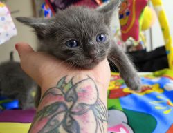 Pedigree Russian Blue Kittens