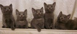 Beautiful Russian Blue Kittens For Sale