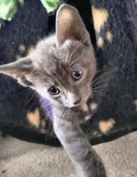 Russian Blue Girl Kitten