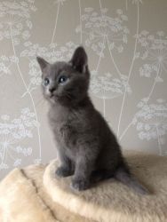 Russain Blue Kitten - Rare Breed