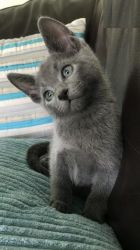 Stunning female Russian Blue kitten