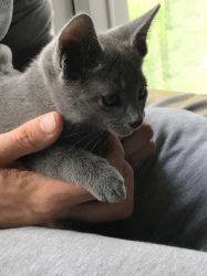 female Russian Blue kitten