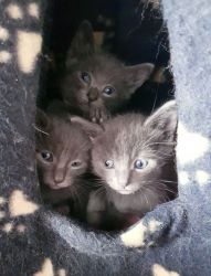 Champion Sired Russian Blue Kittens Availabile
