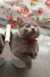 Adorable Russian Blue Kits For Adoption