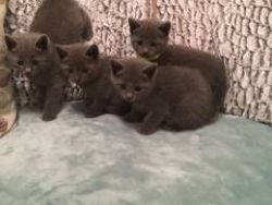 adorable russian blue kittens available for rehoming