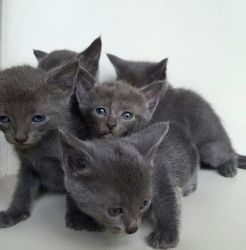 Adorable Russian blue kittens available