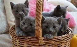 Russian Blue Kittens for good home