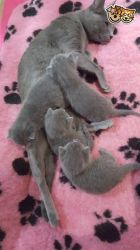 Beautiful Russian Blue Kittens for sale