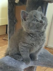 Two Solid Blue Girls Russian Blue Kittens Available