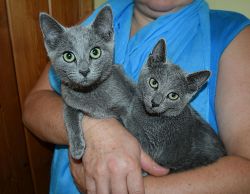 Lovely and cute looking Russian Blue kittens available