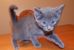 fsdsgfsa Cute Russian Blue Kitten ready to go home