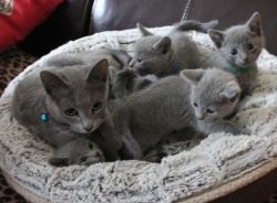 Stunning Russian Blue Kittens for sale