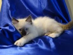 2 Champion Sired Ragdoll Kittens - Last One