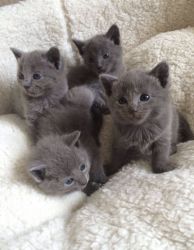 Full Pedigree Russian Blue kittens,text at (xxx)-xxx-xxxx