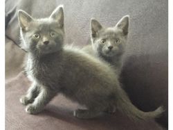 Cute Russian Blue kittens