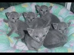 russian blue kittens now for adoption