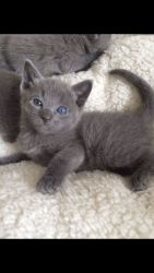 Gorgeous Russian Blue Kittens