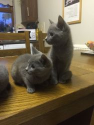 Russian Blue Kittens Ready Now.