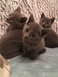 Adorable Russian Blue Kittens for sale