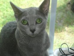 new!!! elite russian blue kittens from europe.