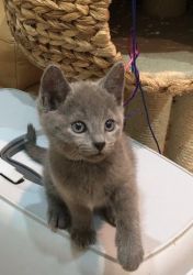 3 month old Russian Blue