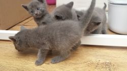 Full Pedigree Stunning Rusian Blue Kittens 4 Sale