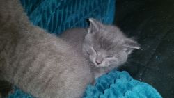 Russian Blue Kittens Available