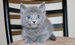 Russian Blue and White Male and Female Kittens