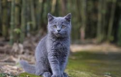 Beautiful Russian Blue Male and Female Kitten
