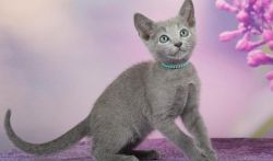 Affectionate Male and Female Russian Blue Kitten