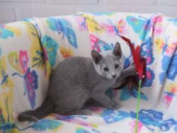 Russian Blue kitten from Europe with excellent pedigree,