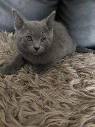 Russian Blue Male and Female Kittens