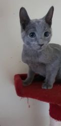 GCCF Russian Blue Neutered Male Kitten
