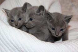 GCCF Active Registered Russian blue kittens