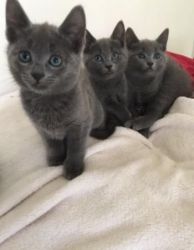 full pedigree Russian blue kittens active