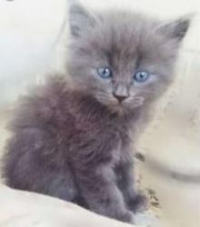 Passionate Russian Blue Male and Female Kittens