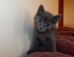 Male and female Russian Blue Kittens available for sale
