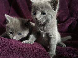 Russian Blue Kittens Ready to go
