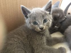 Gccf Registered Russian Blue Kittens