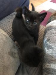 Four beautiful Russian blue kittens black and blue for sale