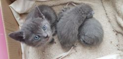Very beautiful Russian Blue Kittens